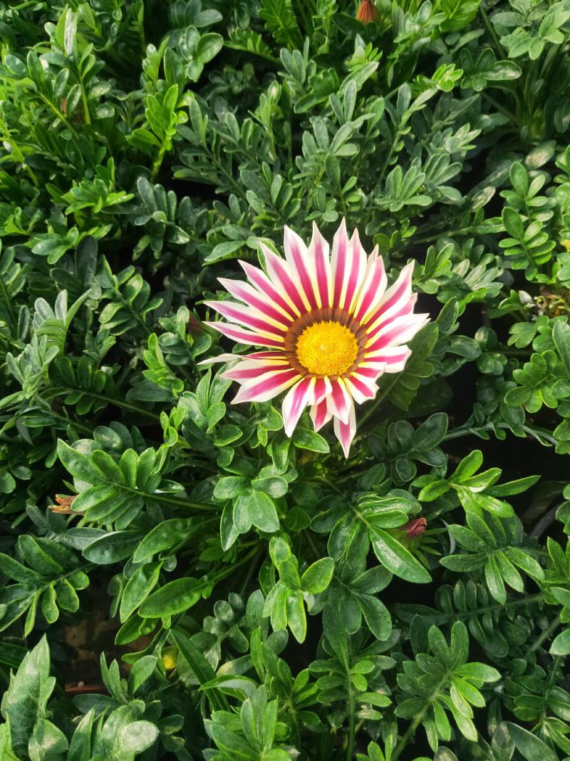 勋章菊，颜色多多的勋章菊，好看的勋章菊，欢迎电话洽谈合作