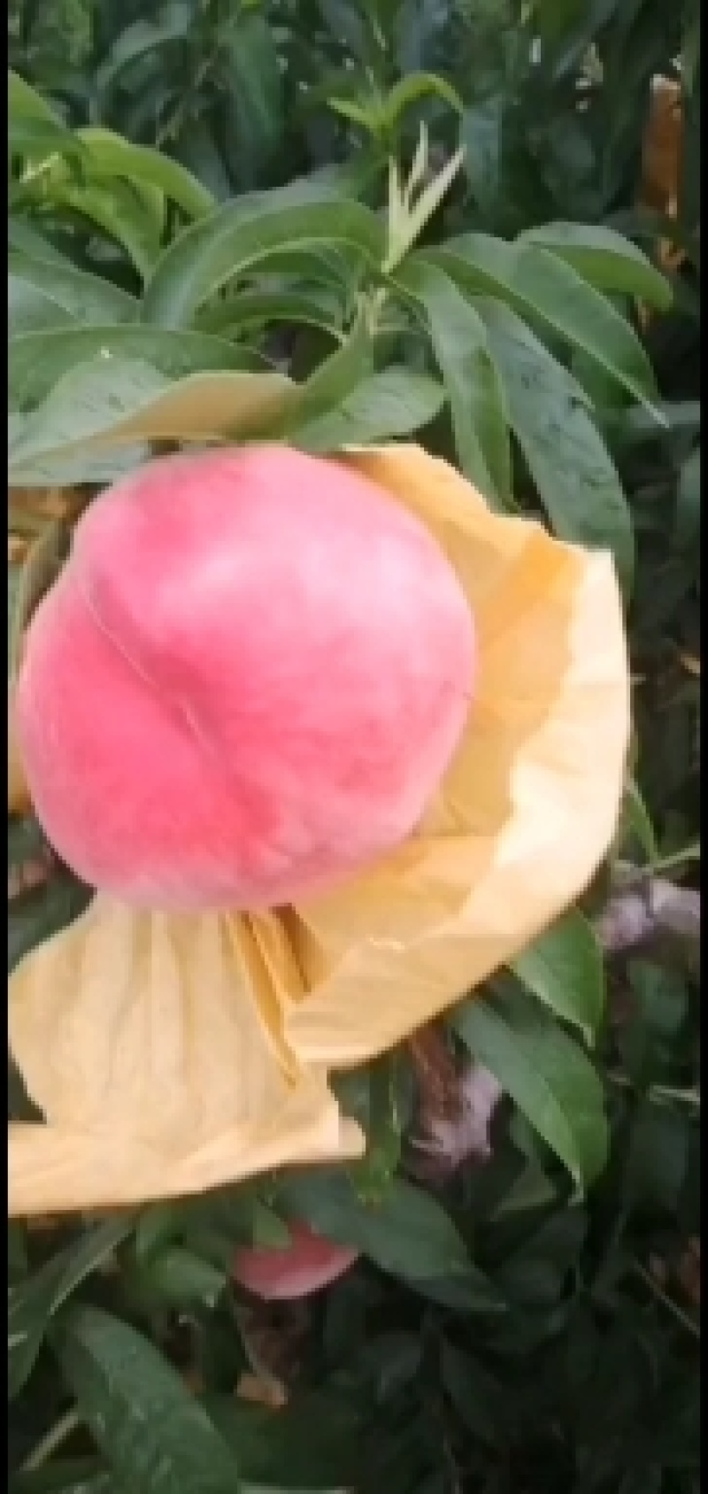 水蜜桃黄桃光果陆地货5月25号上市