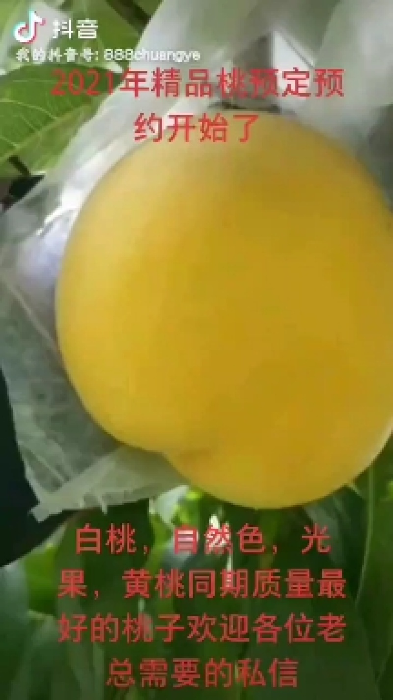 水蜜桃黄桃光果陆地货5月25号上市