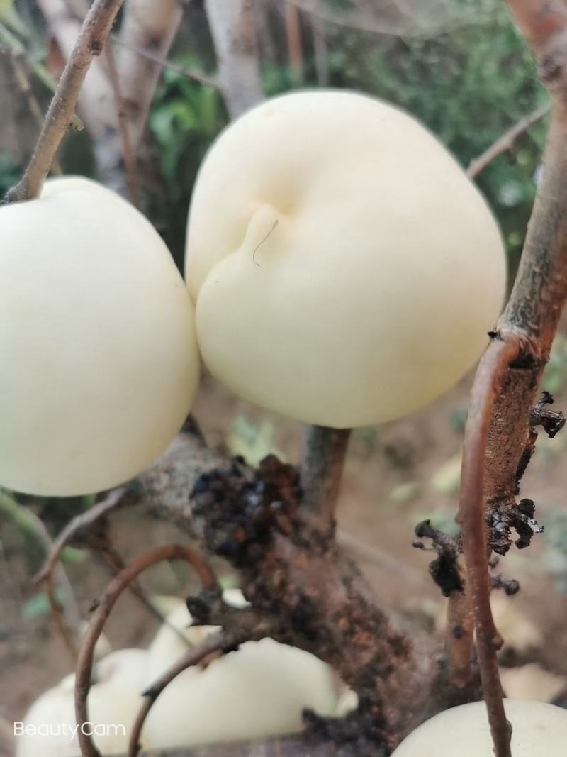 水蜜桃黄桃光果陆地货5月25号上市