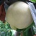 水蜜桃黄桃光果陆地货5月25号上市
