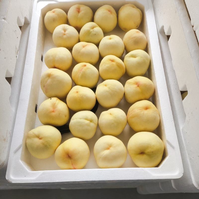 水蜜桃黄桃光果陆地货5月25号上市