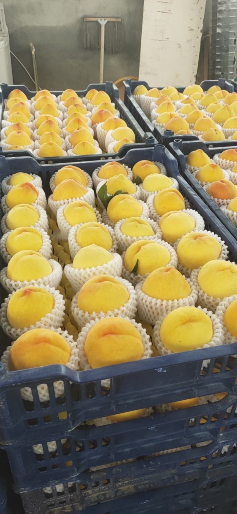 水蜜桃黄桃光果陆地货5月25号上市
