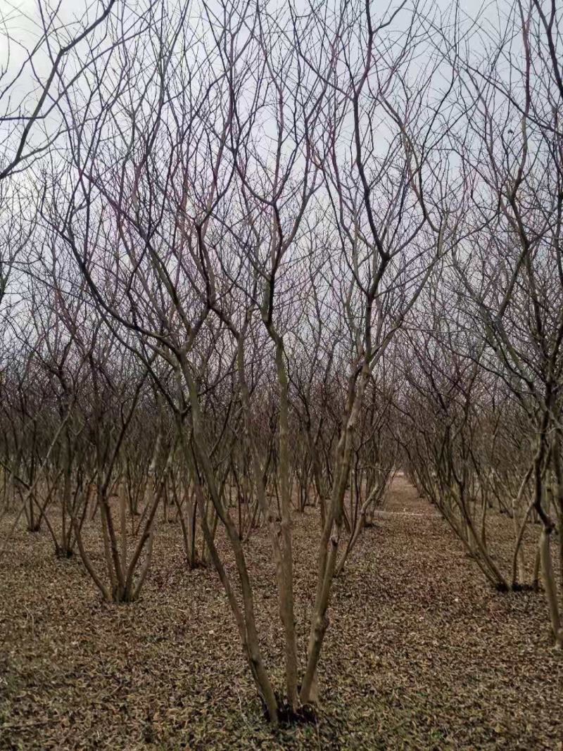 丛生紫薇自己苗圃直发