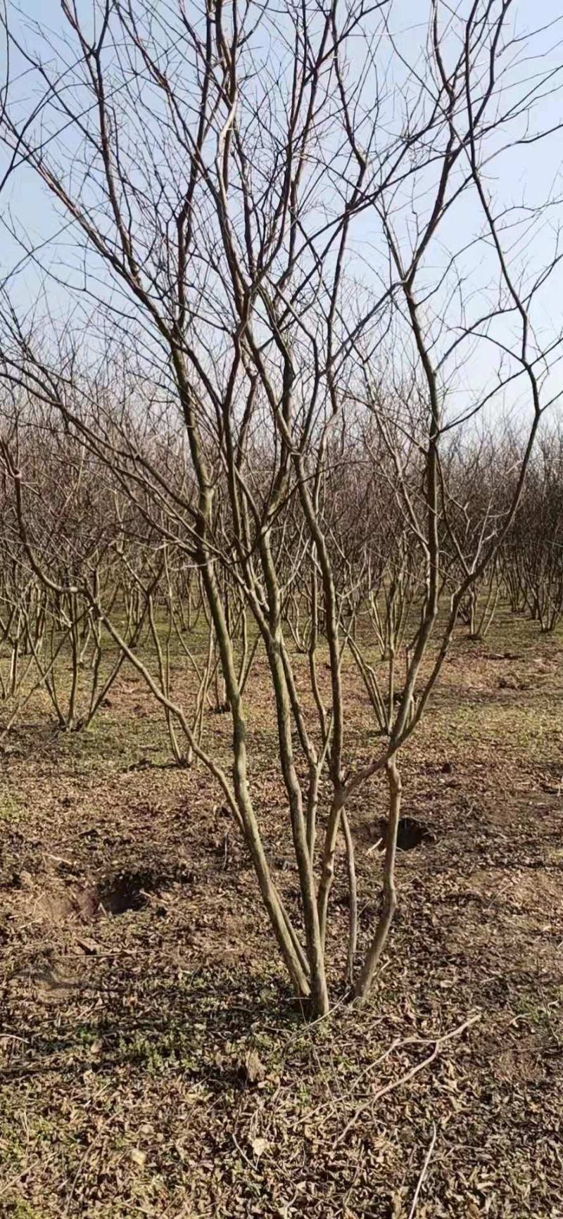 丛生紫薇自己苗圃直发