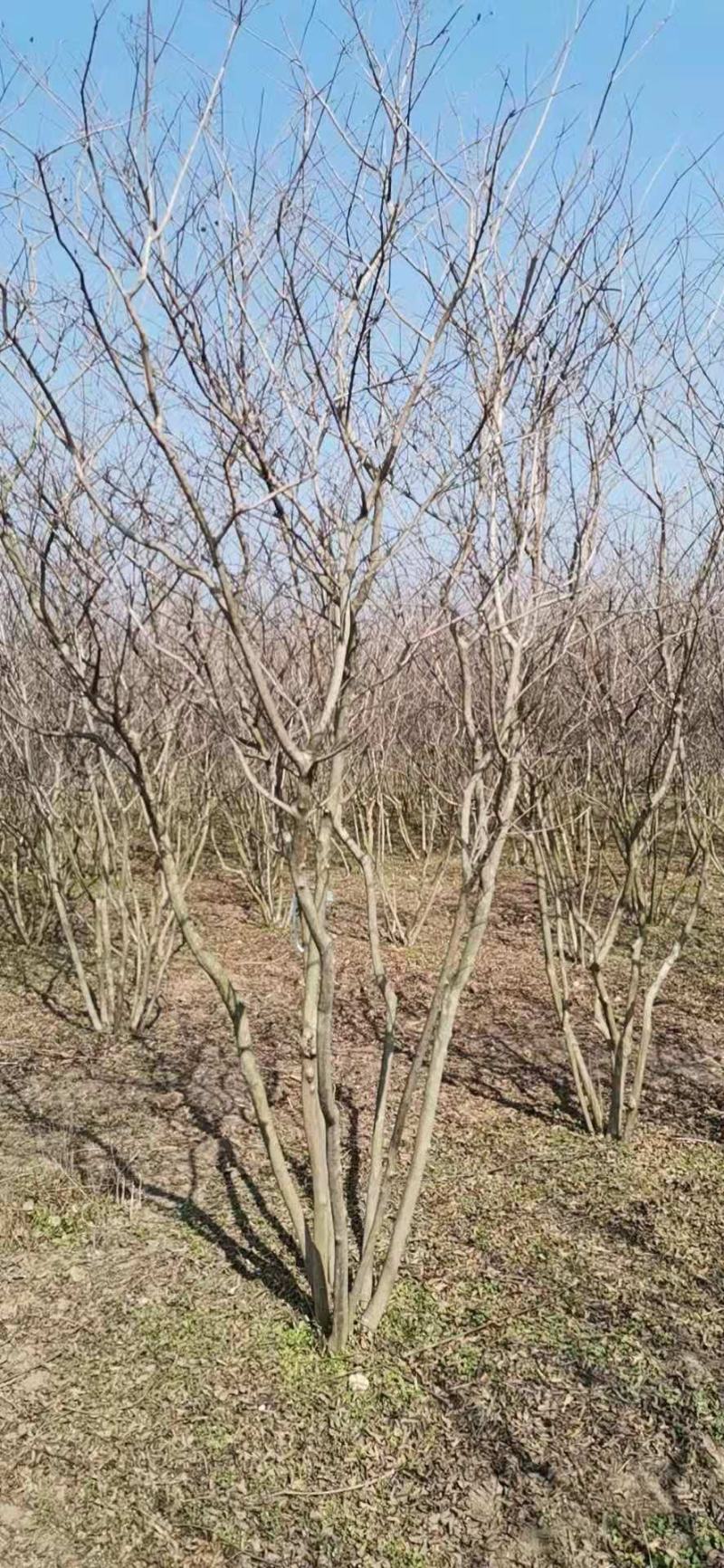 丛生紫薇自己苗圃直发