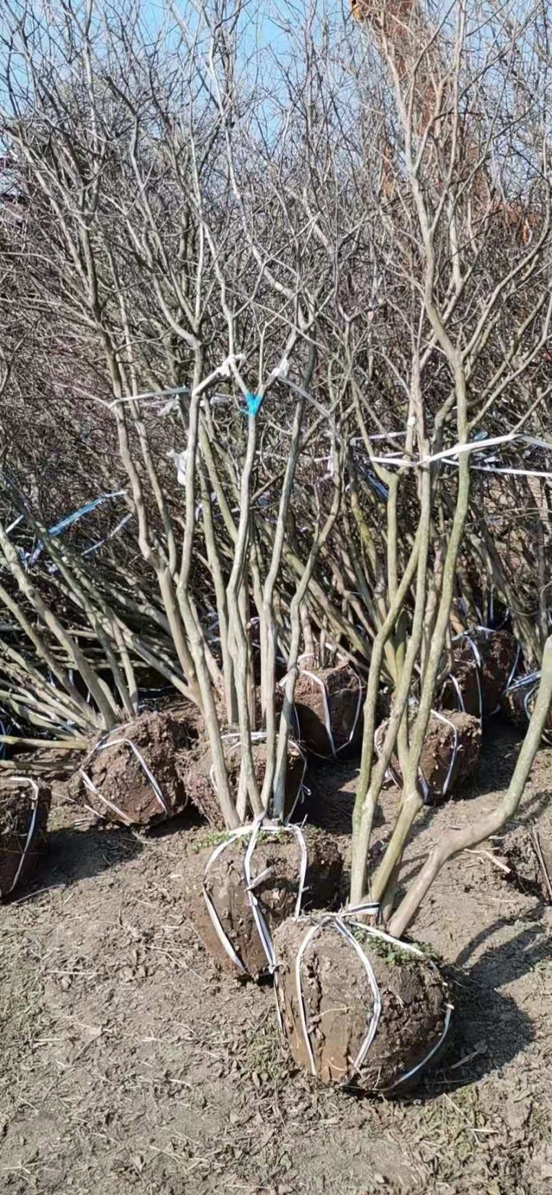 丛生紫薇自己苗圃直发