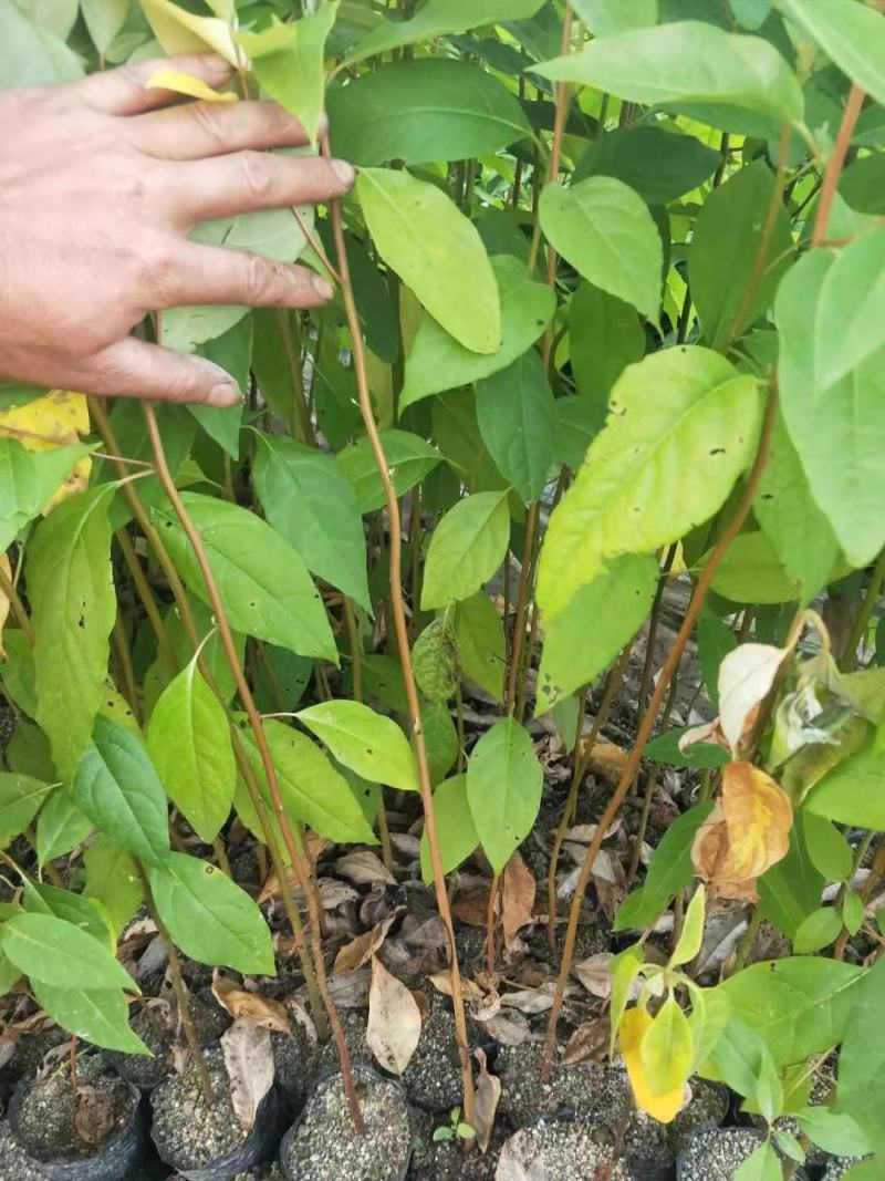 木姜子苗山胡椒苗出售精选优质种子育苗高成活率