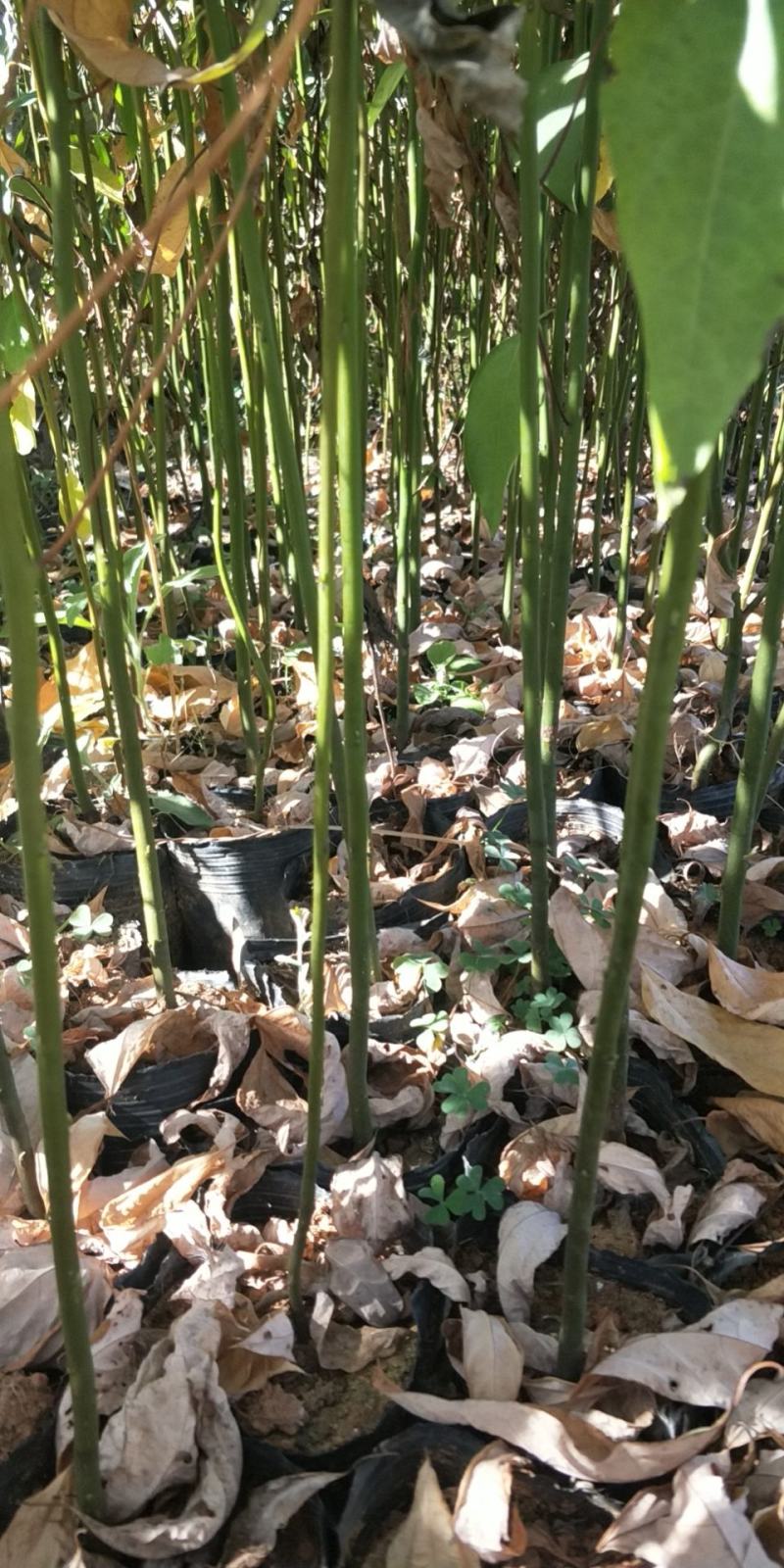 木姜子苗山胡椒苗出售精选优质种子育苗高成活率
