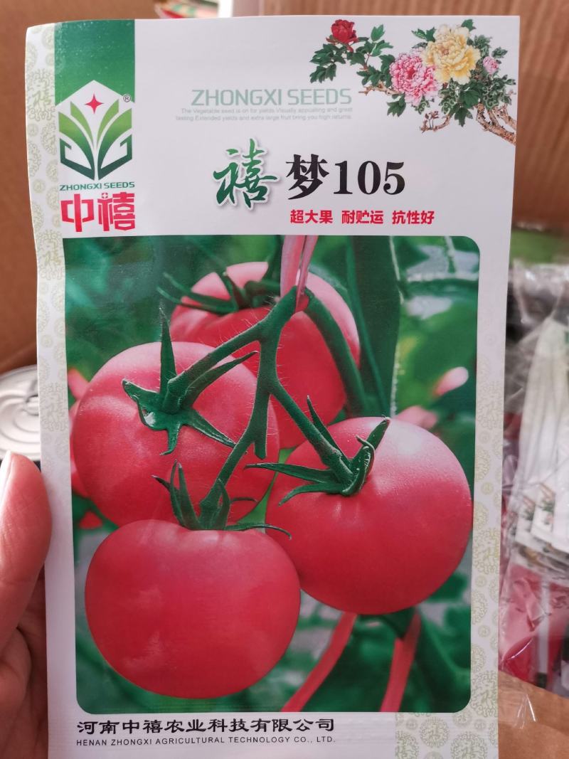 【TY】番茄种子高抗病毒病品质好口感佳好上市