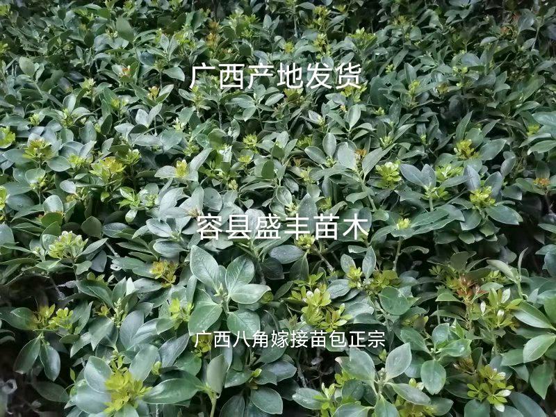 八角树苗嫁接苗食用八角树苗广西八角包正宗广西发货