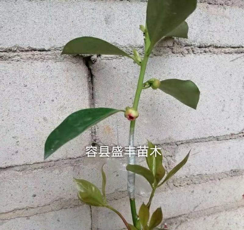 八角树苗嫁接苗食用八角树苗广西八角包正宗广西发货