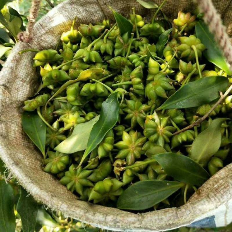八角树苗嫁接苗食用八角树苗广西八角包正宗广西发货