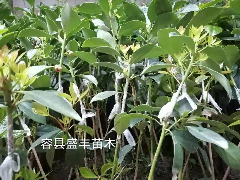 八角树苗嫁接苗食用八角树苗广西八角包正宗广西发货