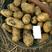 黑龙江荷兰十五土豆种子，荷兰806土豆种子，荷兰七种子