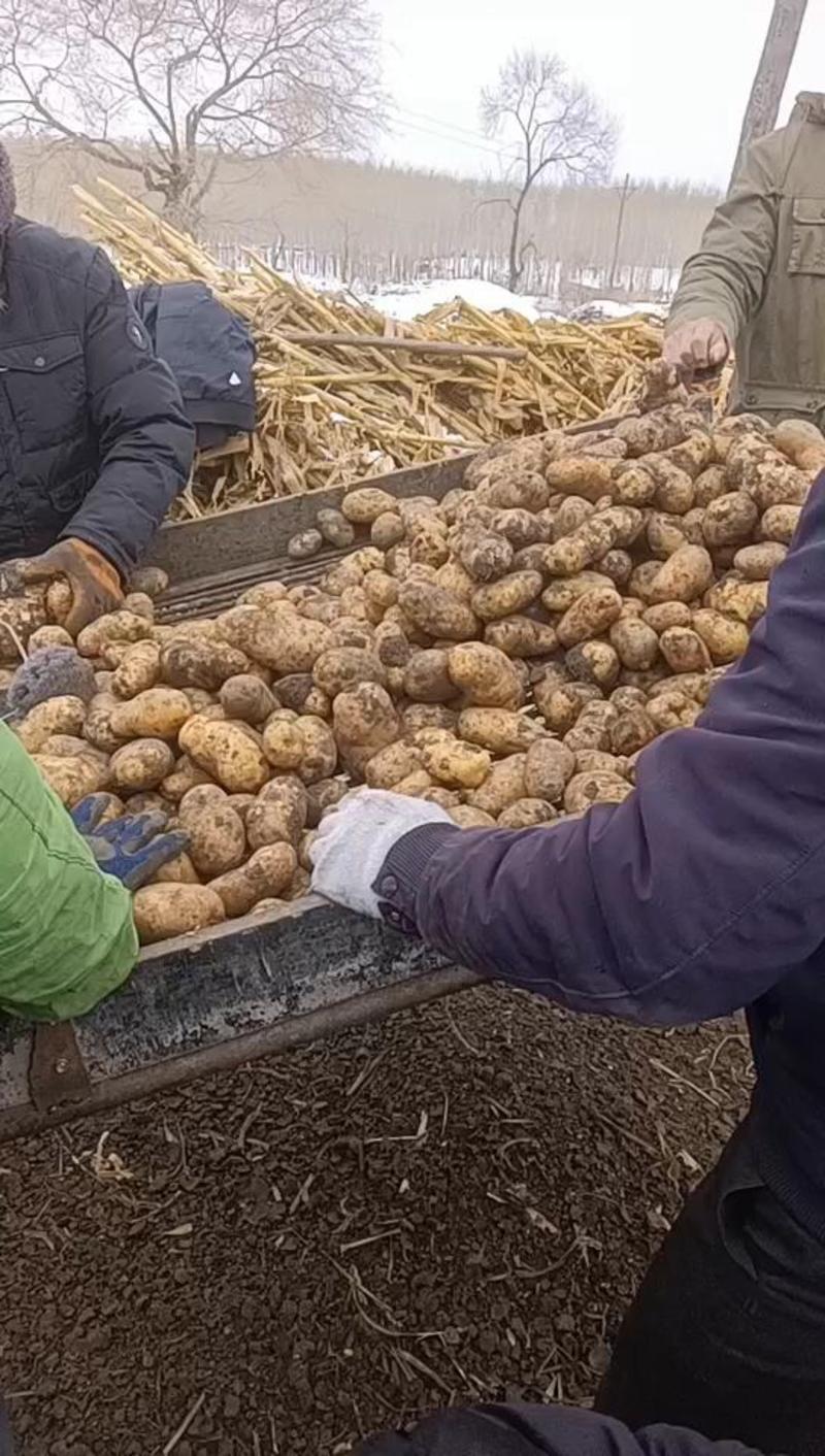 黑龙江荷兰十五土豆种子，荷兰806土豆种子，荷兰七种子