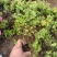 金山绣线菊金焰绣线菊粉花绣线菊