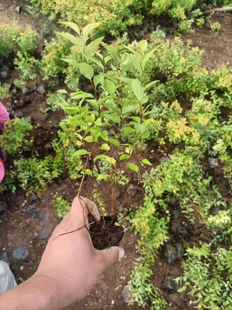 金山绣线菊金焰绣线菊粉花绣线菊