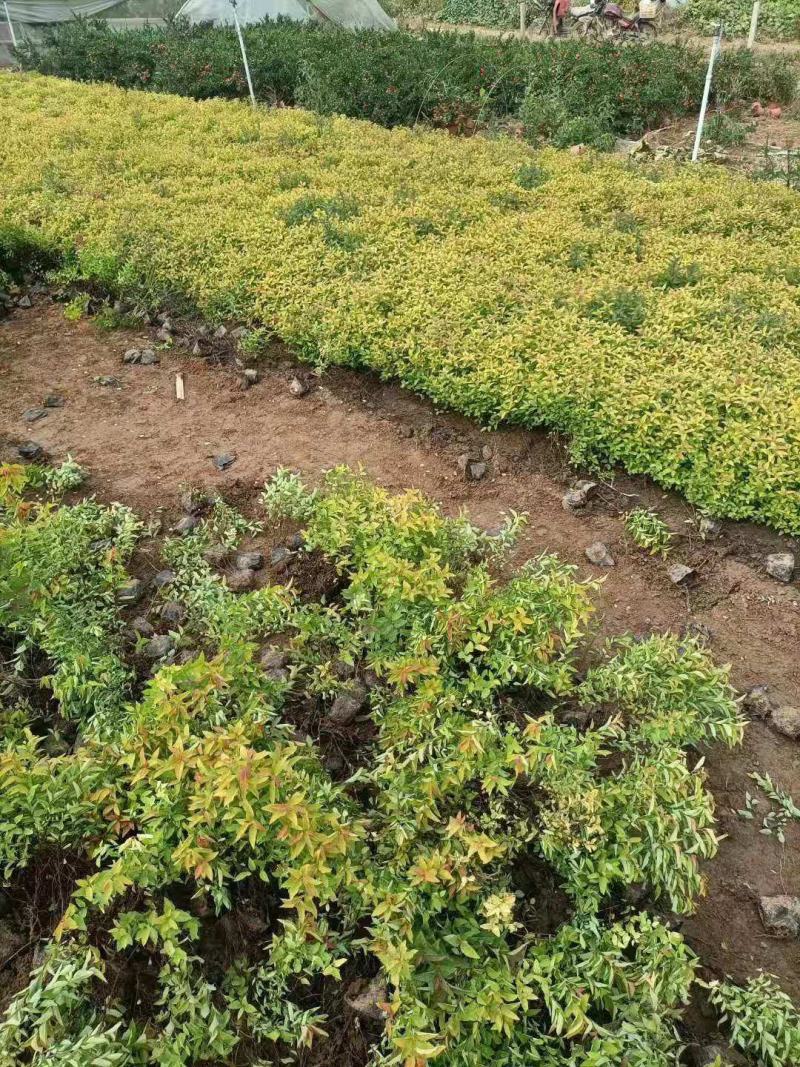 金山绣线菊金焰绣线菊粉花绣线菊