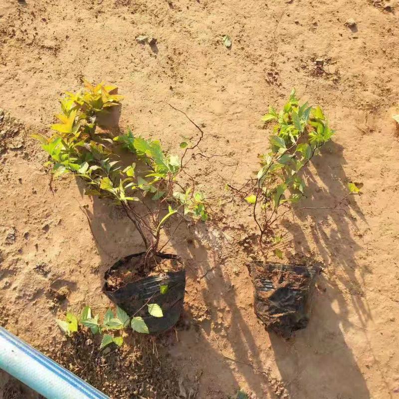 金山绣线菊金焰绣线菊粉花绣线菊