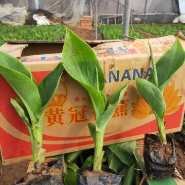 美人蕉新上市，水生美人蕉，花叶美人蕉，品种全大量供应