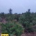油松苗，30-40高,,1.5米-2米，，，2.5-4米