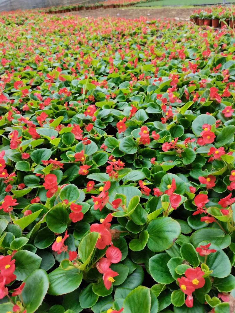四季海棠红叶绿叶基地直供质优价廉