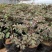 芍药牡丹盆栽绿化芍药牡丹基地