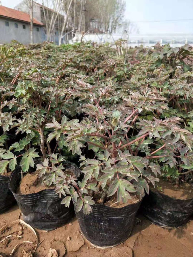 芍药牡丹盆栽绿化芍药牡丹基地