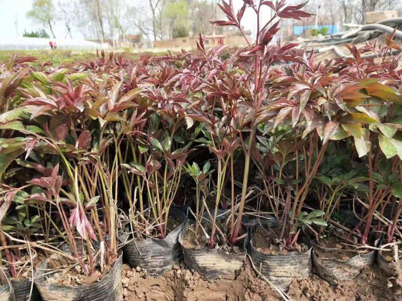 芍药牡丹盆栽绿化芍药牡丹基地