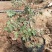 芍药牡丹盆栽绿化芍药牡丹基地