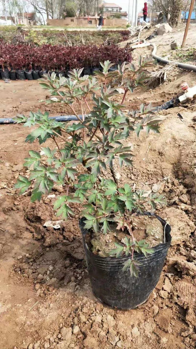芍药牡丹盆栽绿化芍药牡丹基地