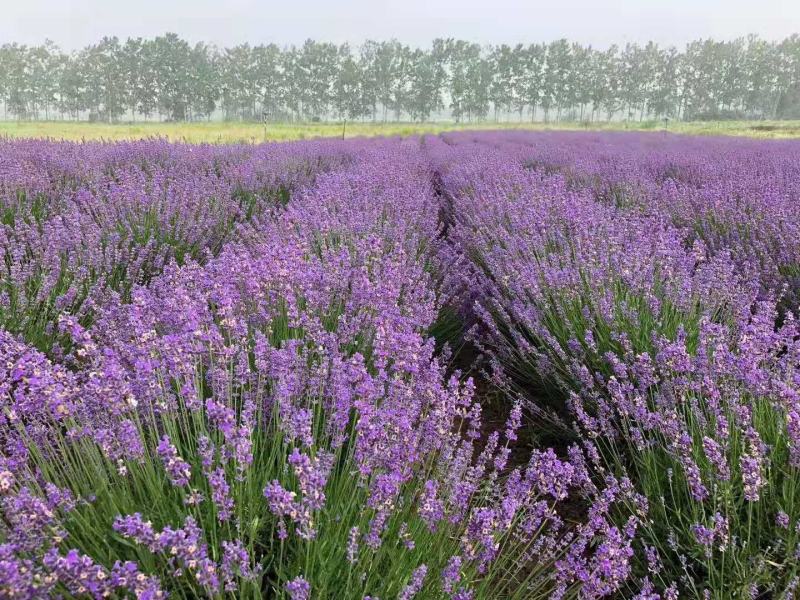 薰衣草多年生地被花海专用基地直供质优价廉