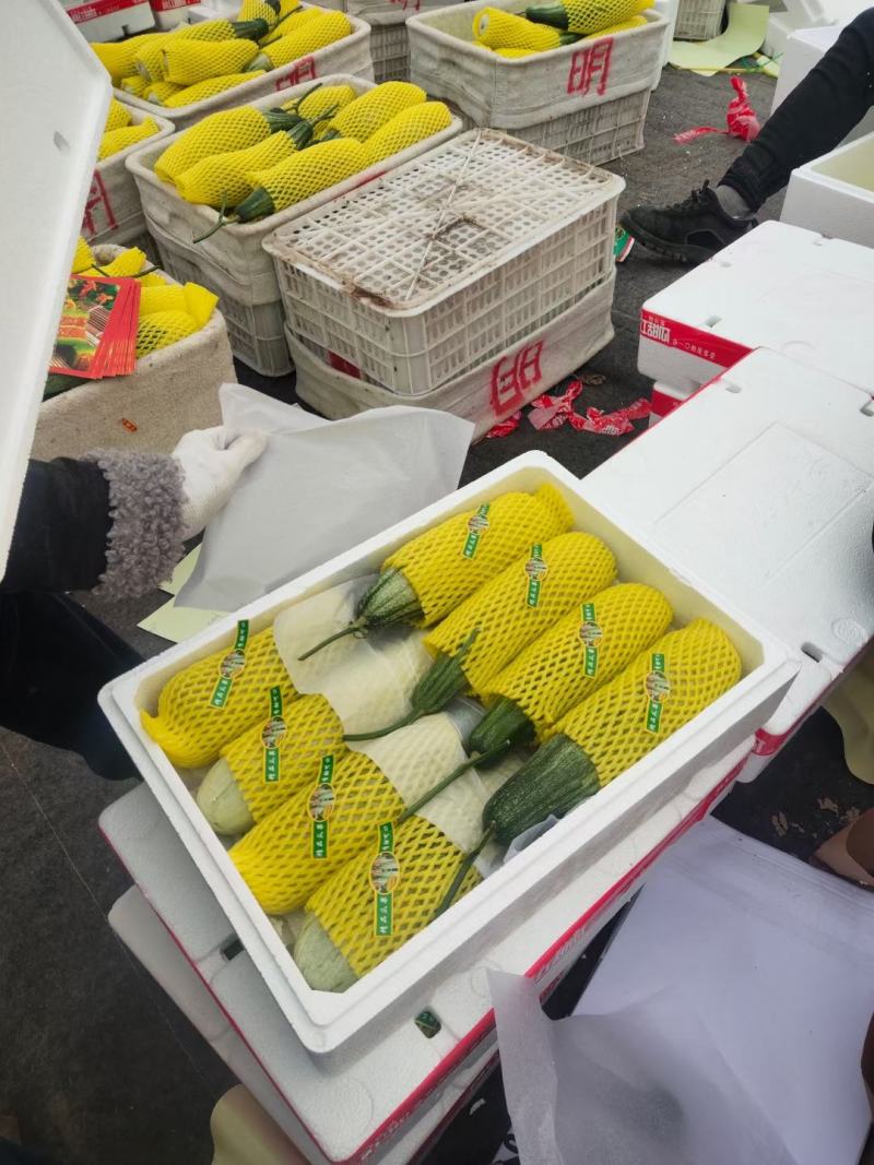 山东潍坊羊角蜜甜瓜，甘甜无渣，货源充足，对接批发市场电商
