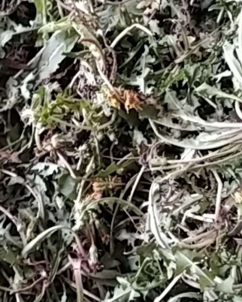 野生蒲公英野生手工采摘蒲公英带根药食两用可批发零售