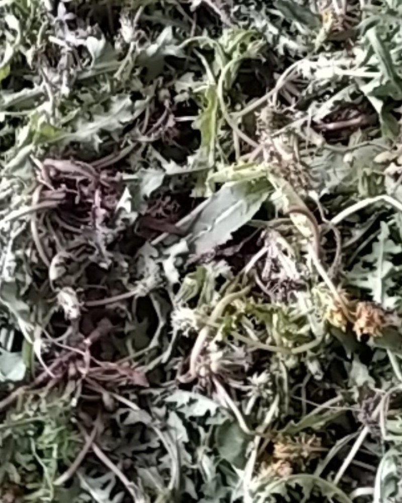 野生蒲公英野生手工采摘蒲公英带根药食两用可批发零售