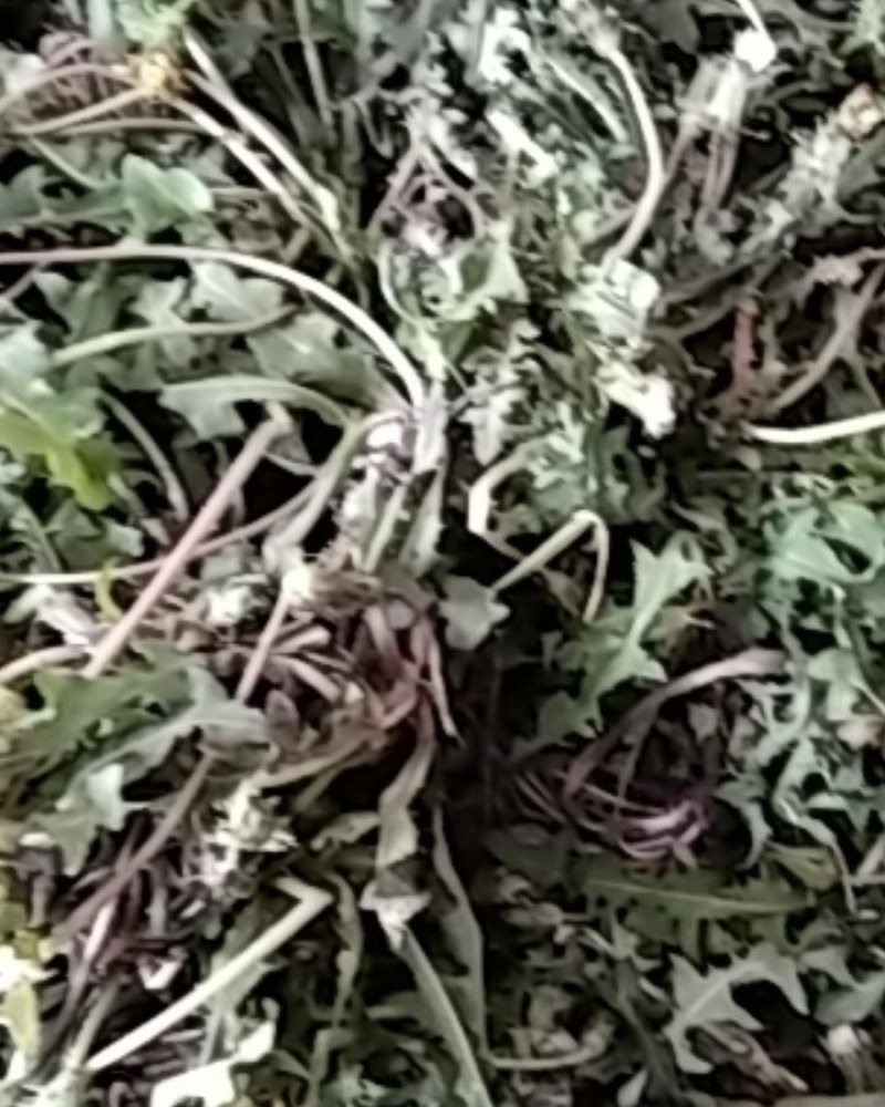 野生蒲公英野生手工采摘蒲公英带根药食两用可批发零售