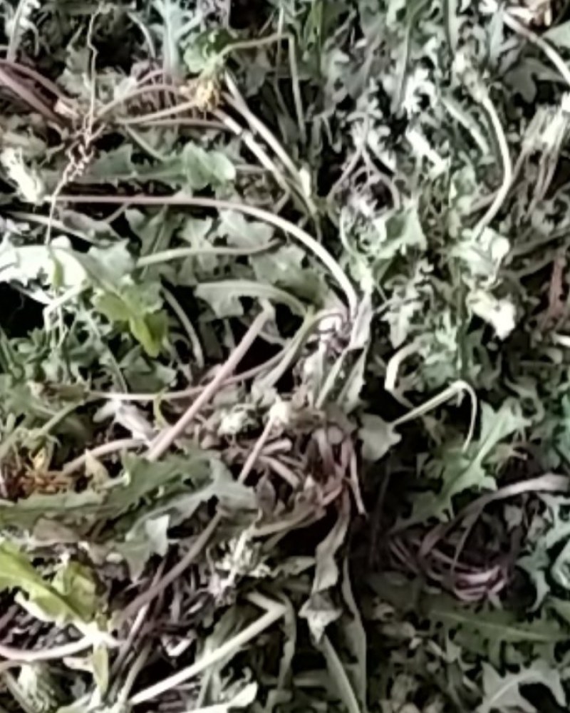 野生蒲公英野生手工采摘蒲公英带根药食两用可批发零售