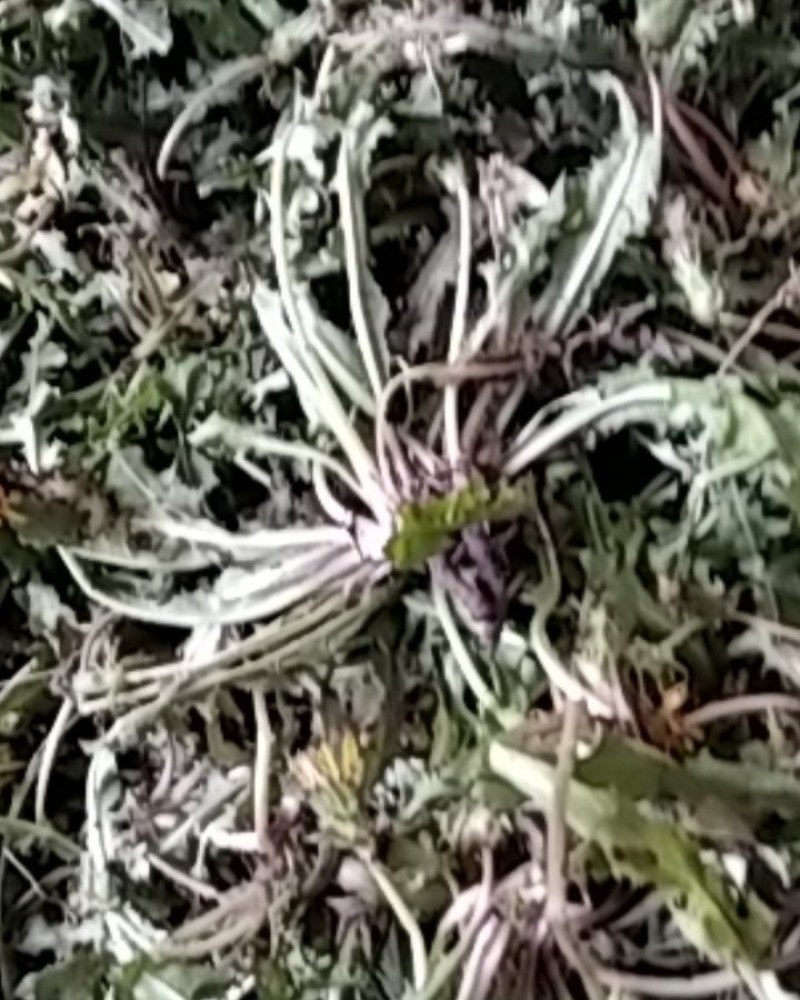 野生蒲公英野生手工采摘蒲公英带根药食两用可批发零售