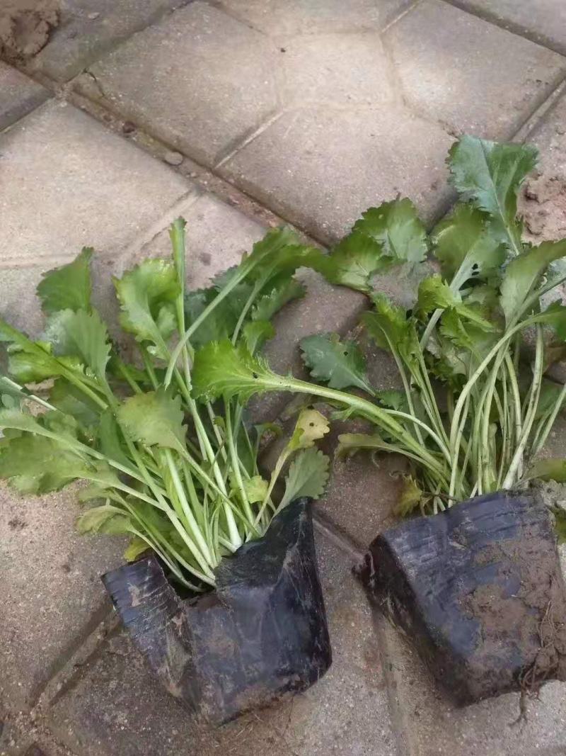 大滨菊白晶菊绿化地被草花