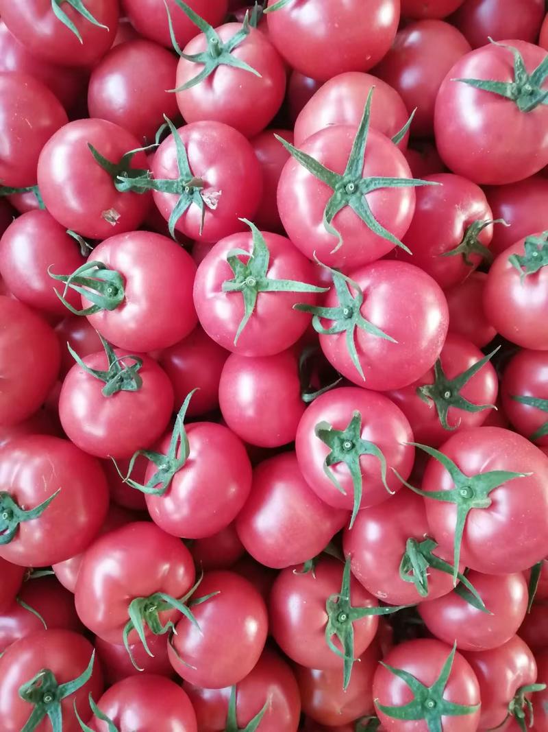 硬粉西红柿，产地直销，质量好，价格便宜。暖棚新货上市啦。