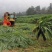 新型皇竹草种孑黄竹草种台湾甜象草种养殖四季畜牧草籽高产杂
