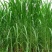 新型皇竹草种孑黄竹草种台湾甜象草种养殖四季畜牧草籽高产杂
