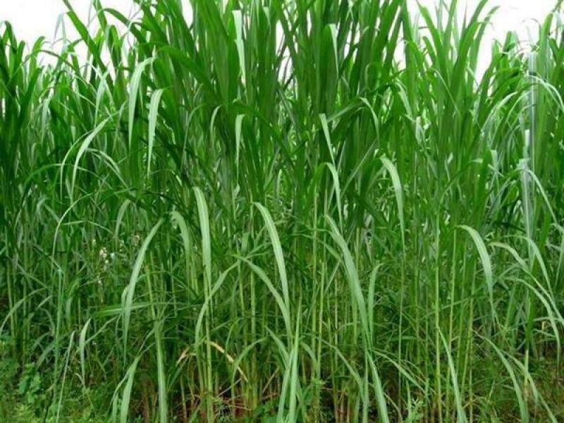 新型皇竹草种孑黄竹草种台湾甜象草种养殖四季畜牧草籽高产杂