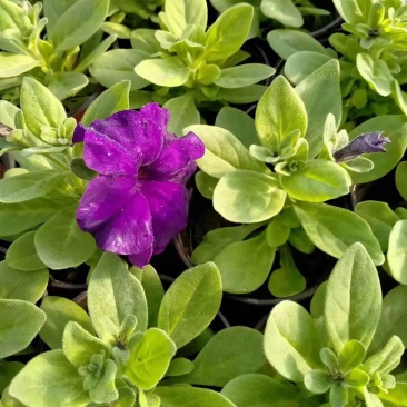 牵牛花牵牛花牵牛花矮牵牛