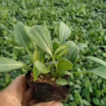 黑心菊金光菊宿根花卉地被