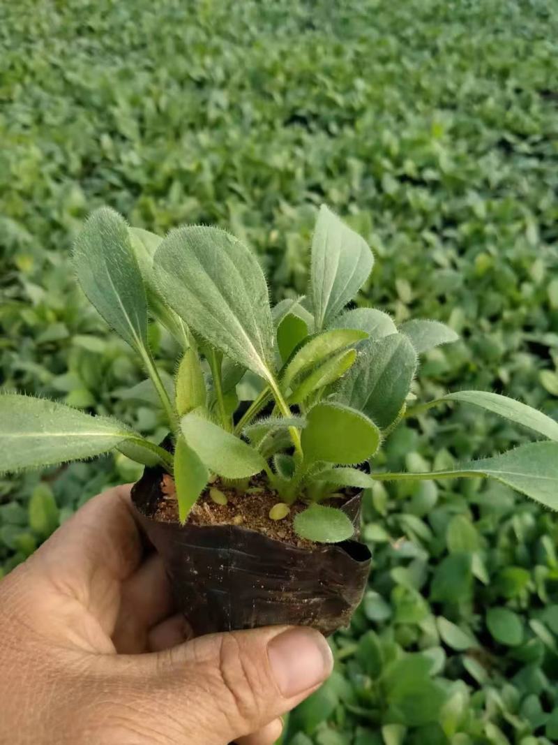 黑心菊金光菊宿根花卉地被