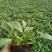黑心菊金光菊宿根花卉地被