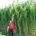 皇竹草种子新型杂交高产牧草种子四季可种发芽率98%