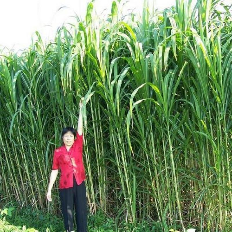 皇竹草种子新型杂交高产牧草种子四季可种发芽率98%